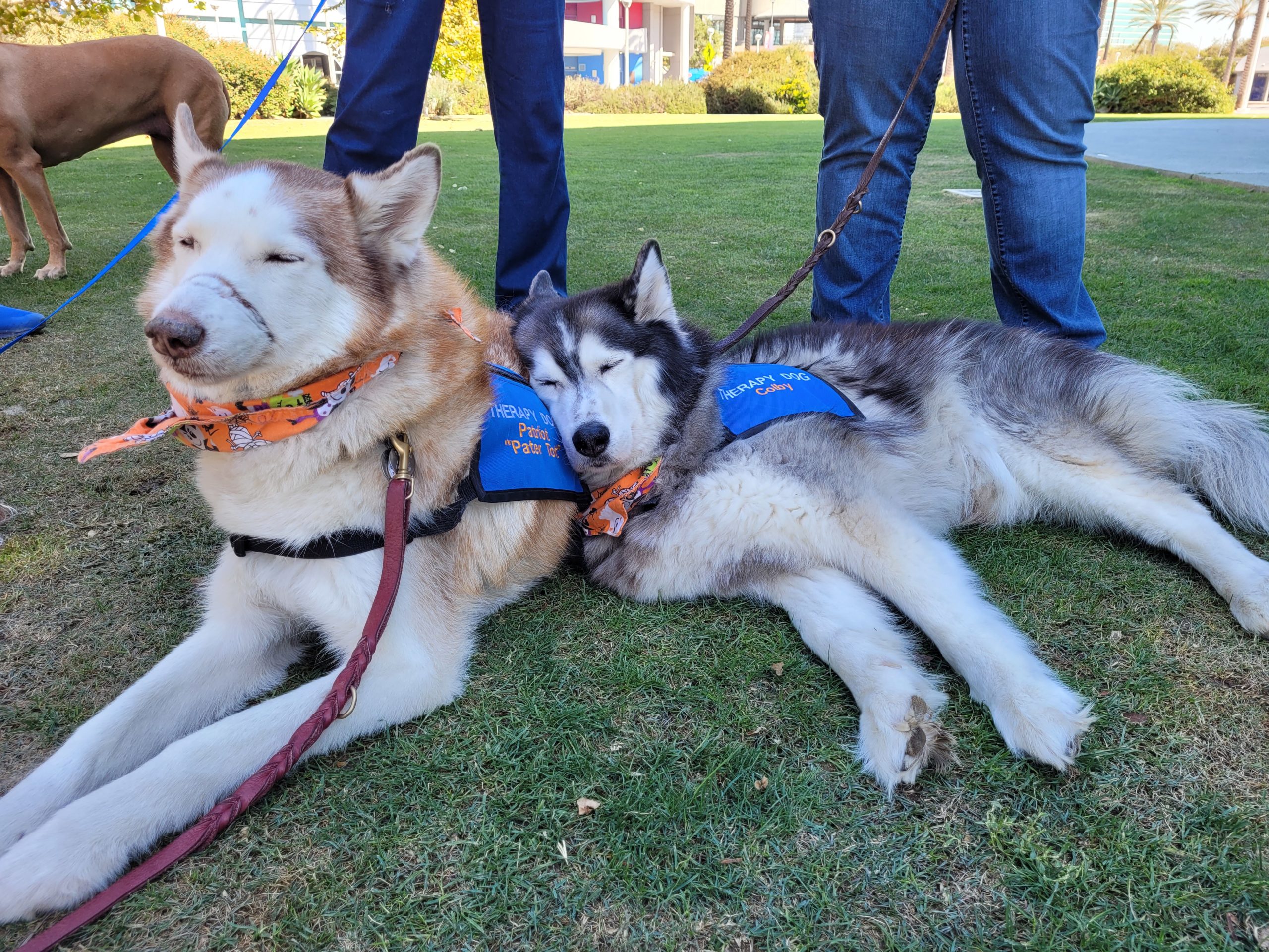 Siberian husky best sale therapy dog