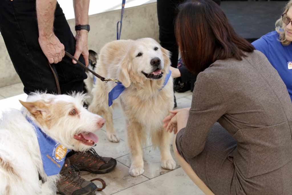 PAWS therapy dog volunteer