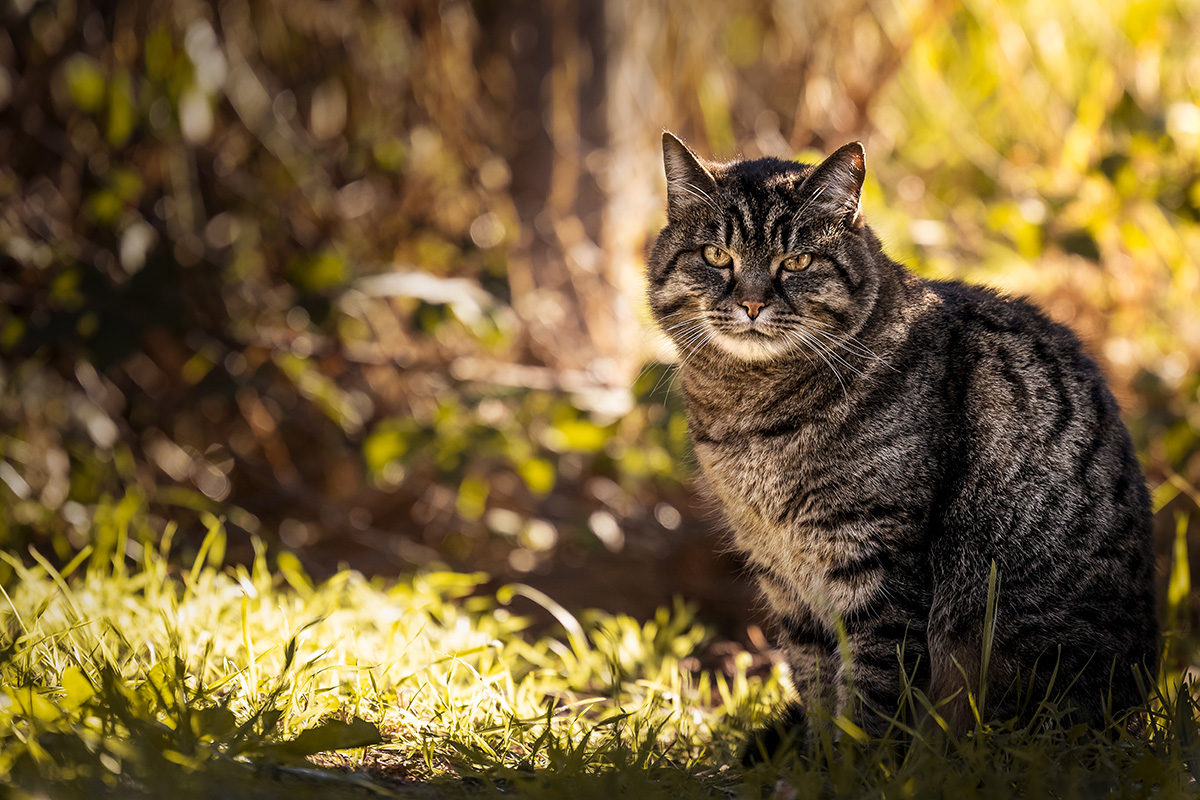 OCCATs Feral Cat Program